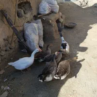 غاز و اردک|حیوانات مزرعه|خاروانا, |دیوار