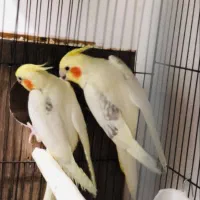 عروس هلندی لوتینو یک کت و تک خال