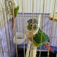 طوطی گرینچیک