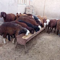 بره ماده/بره/بره تخمی