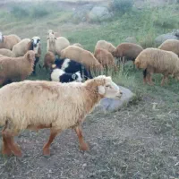 گوسفند نر و ماده