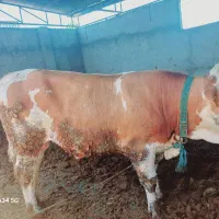 گوساله سیمنتال نر