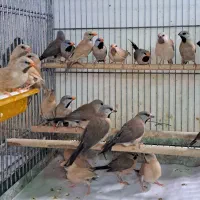 ۲۰ عدد فنج کرواتی