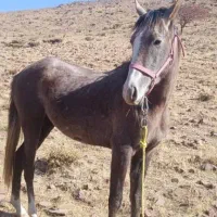 دو اسب  با خط و خونی بالا و شجره دار  فروشی|اسب و تجهیزات اسب‌سواری|نظرآباد, نظرآباد|دیوار