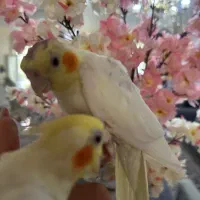 فروش عروس کاملا رام و دستی