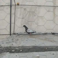 پشت طاووسی ماده