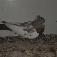 کفتر کبوتر پرشی بشرط