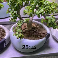 فروش انواع گیاه بنسای|گل و گیاه طبیعی|اصفهان, الهیه|دیوار