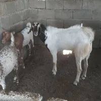 بز نری|حیوانات مزرعه|تخت, |دیوار
