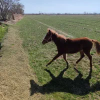 کره نره|اسب و تجهیزات اسب‌سواری|اسفرورین, |دیوار