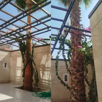 هرس خرمای زینتی (پالم)