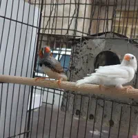 ۲جفت فنچ زبرا|پرنده|قم, نیروگاه|دیوار