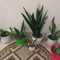 گل آپارتمانی|گل و گیاه طبیعی|لاهیجان, لیالستان|دیوار