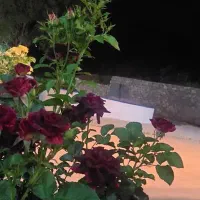 پرستار خانم شبانه روزی برای مادرم