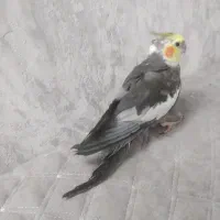 عروس هلندی سیامون|پرنده|رضویه, |دیوار