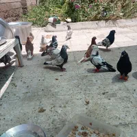 کبوتر رنگی