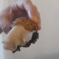 فروش حلزون