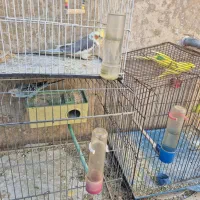 مرغ عشق و عروس هلندی