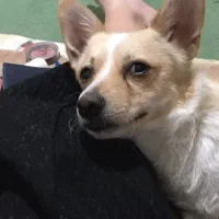 گم شده سگ|سگ|خوی, |دیوار