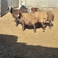 ۵راس مش آبستن سالم وسرحال ۱راس بز بابزغال