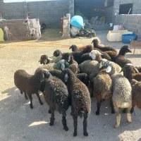 بره سبک دورگ ابشار