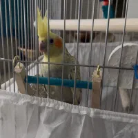 پرنده