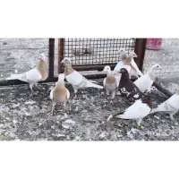 کبوتر|پرنده|شیراز, درکی|دیوار