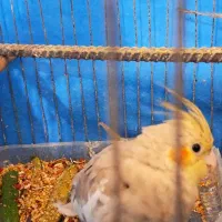 فروش عروس هلندی بعلت نداشتن جا با قیمت توافقی|پرنده|بندر ماهشهر, |دیوار