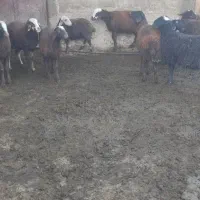 بره نر ماده. ریز قلم