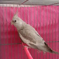 عروس هلندی (جوجه پنج ماهه)