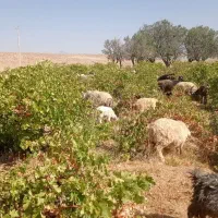 استان فارس ،شیراز ،شهرستان سرچهان|حیوانات مزرعه|شیراز, دروازه اصفهان|دیوار