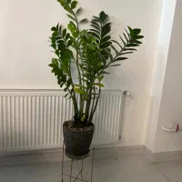 گیاهان آپارتمانی|گل و گیاه طبیعی|تهران, ونک|دیوار
