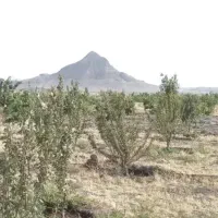 باغچه-1000متری-شهرک-انجلوس
