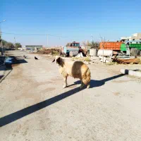 شک ورن ،قوچ سنجابی اصیل، گوسفند|حیوانات مزرعه|کوزران, |دیوار