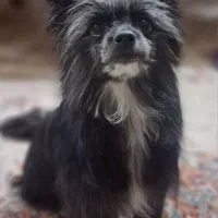 پامر شیتزو فقط جهت کشش