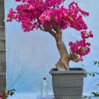 گل کاغذی تنه دار bonsai