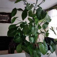 گل گوش خرگوشی،گل کاغذی،گل پتوس،بنجامین امستر|گل و گیاه طبیعی|ملارد, |دیوار