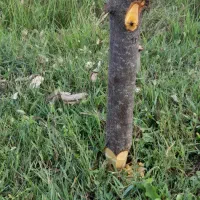 زمین ۲۷۰ متری روستای