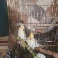 جفت باهم با قفس ۳تومن|پرنده|کنگاور, |دیوار