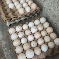 تخم بوقلمون نطفه دار تضمینی