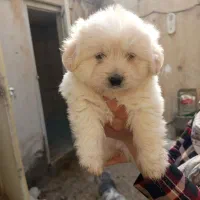 چهارقلاده توله سگ|سگ|سنندج, |دیوار