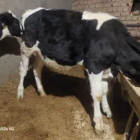 گوساله نر سیمنتال و هلشتاین