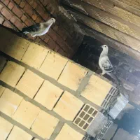 کبوتر|پرنده|بافت, |دیوار