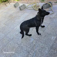 ژرمن شپرد ماده 7ماه