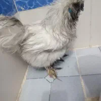 خروس سرحال|حیوانات مزرعه|اهواز, کیانشهر|دیوار