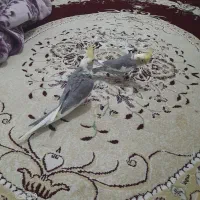 دو جفت عروس هلندی به شرط به همراه جوجه|پرنده|تربت جام, فاز ۱ فرهنگیان|دیوار