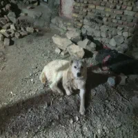 واگذاری سگ نگهبان|سگ|قهستان, |دیوار