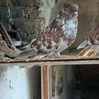 کبوتر