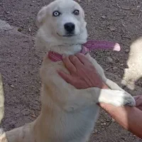 سگ ژرمن هاسکی|سگ|بهمن صغاد, |دیوار