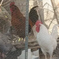 خروس محلی جوان